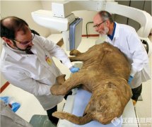 猛犸象將再生？俄羅斯建立滅絕動(dòng)物克隆實(shí)驗(yàn)室